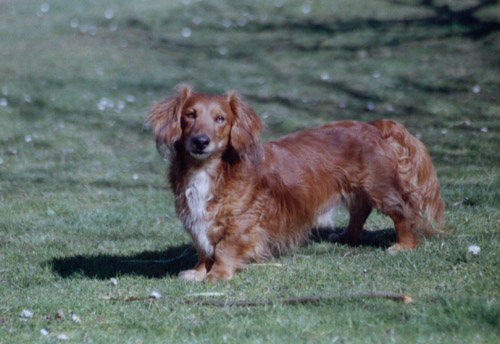 2003 na zahrad