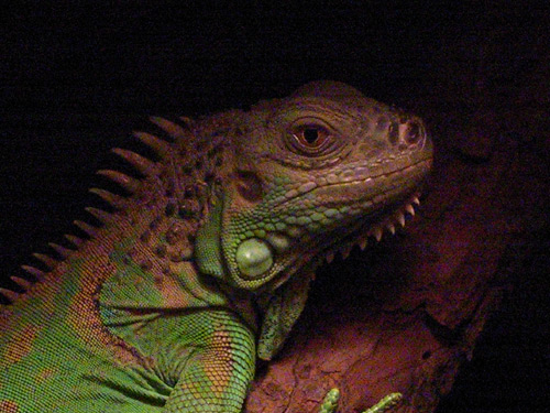 2003 11 Hlawa