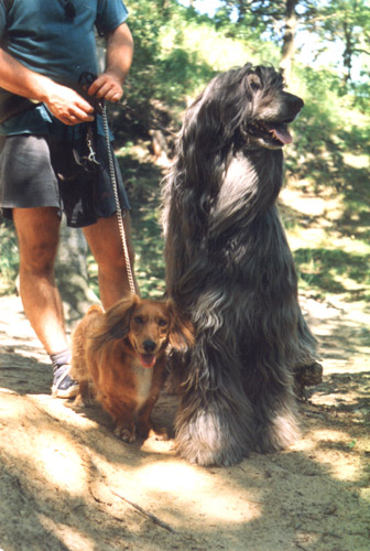 1999 esk Rj - honii