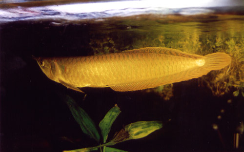 2003 Osceoglosum Bicirhosum