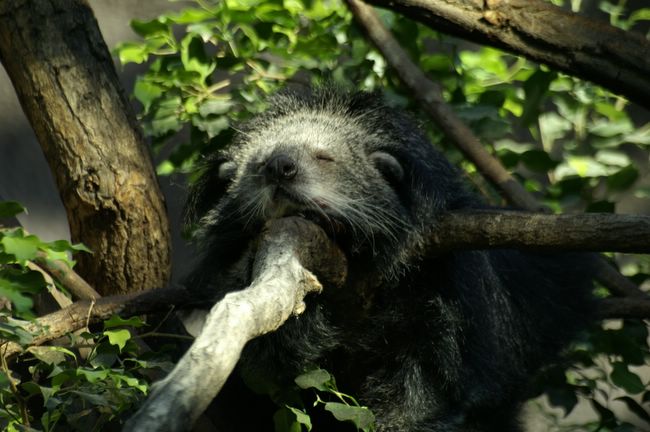 Binturong? Snad...