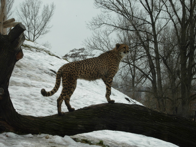 Gepard