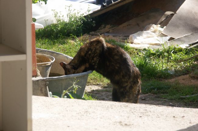 Misku s istou vodou tady prost nenajde